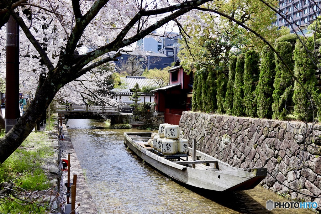 高瀬舟と桜