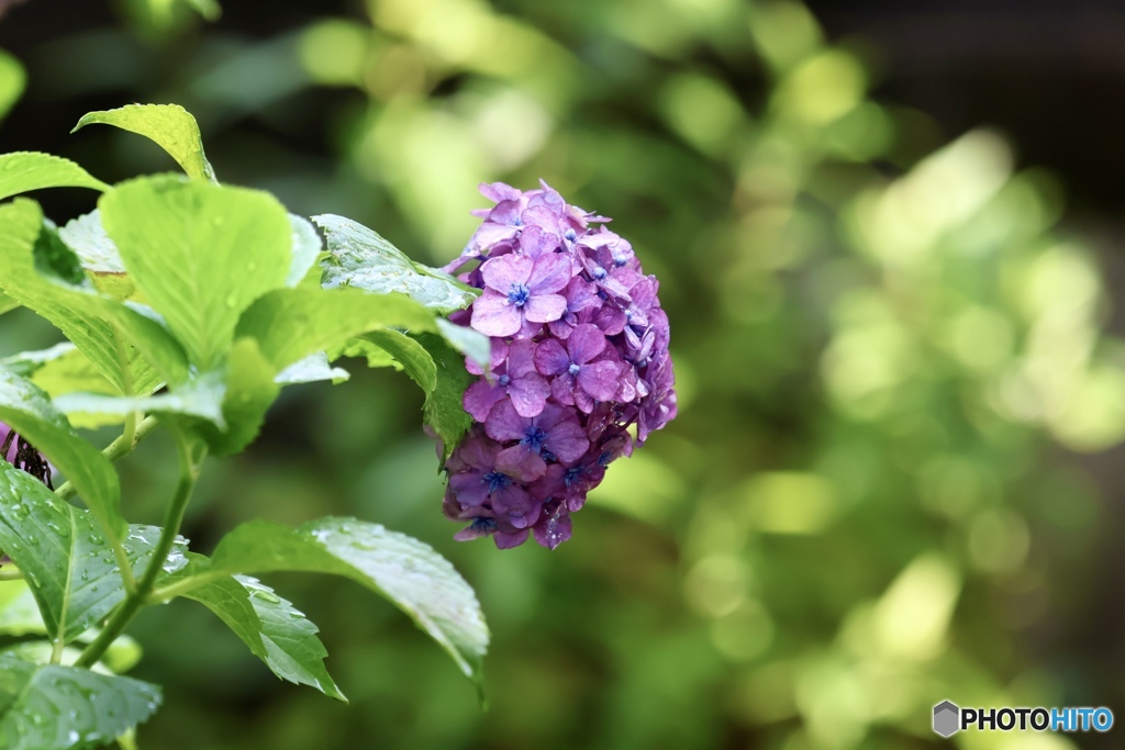 紫陽花