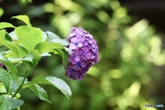 紫陽花