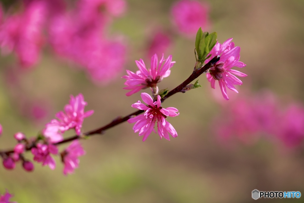 菊　桃　２