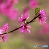 菊　桃　２