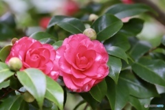 菊冬至