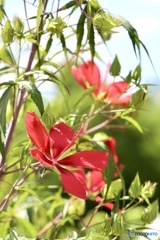 夏の花
