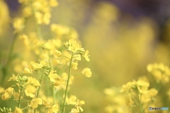 京都伏見寒咲花菜