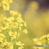 京都伏見寒咲花菜
