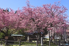 黒田の百年桜