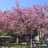 黒田の百年桜
