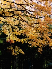 黄　葉
