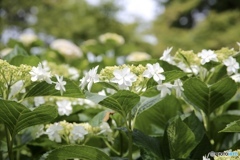紫陽花　８