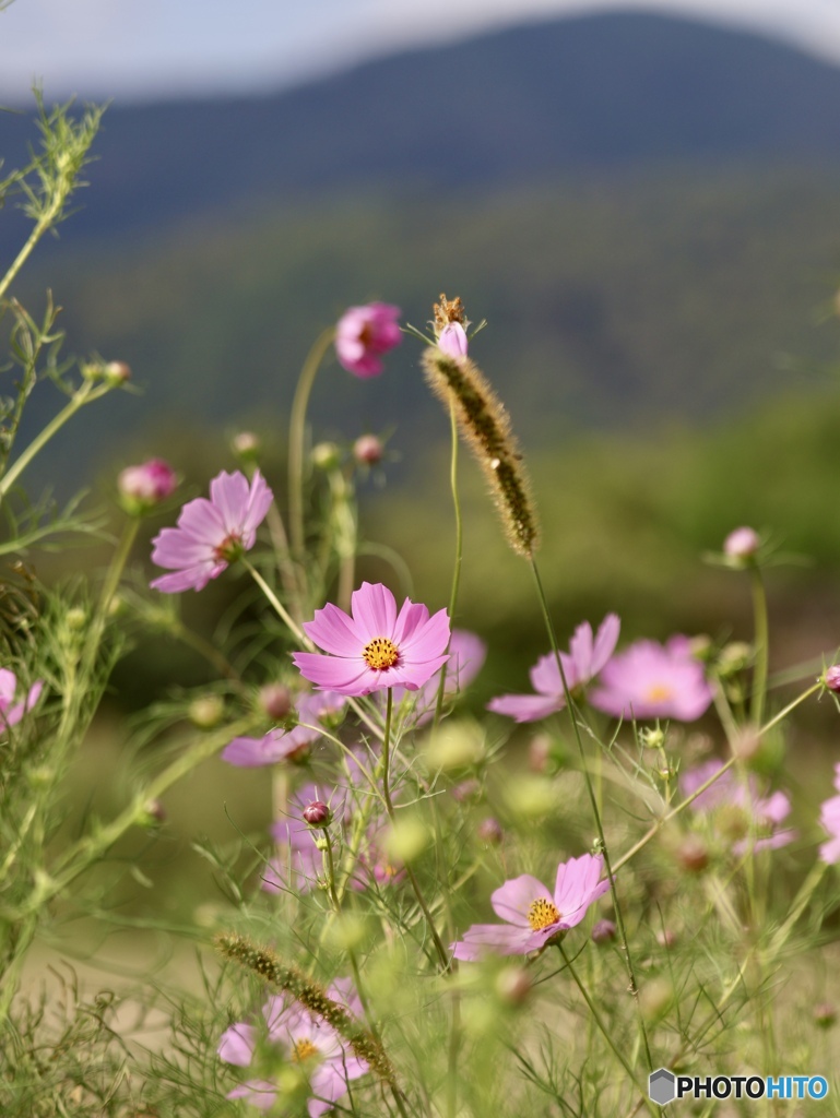 秋　桜