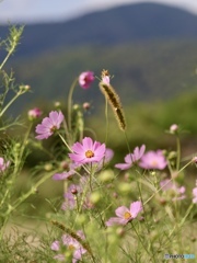 秋　桜