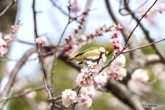 ウメジロー