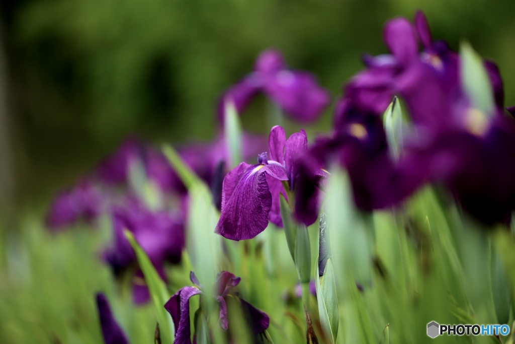 花菖蒲　４
