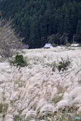 芒　野