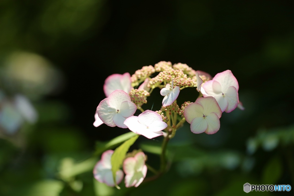 紫陽花　１０