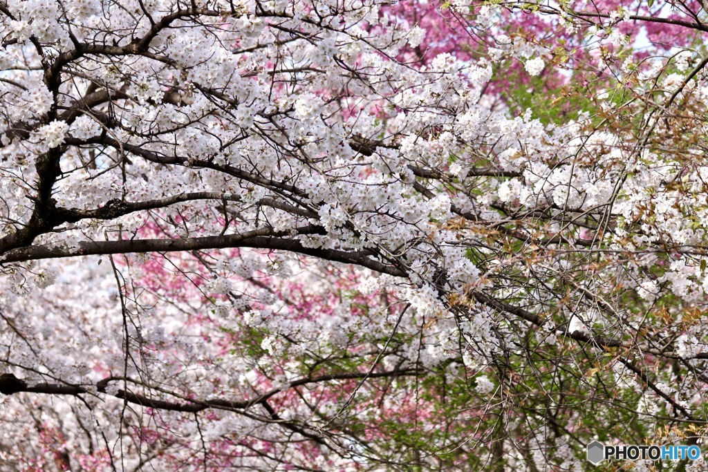 桜　１２
