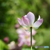 蓮の花　１０