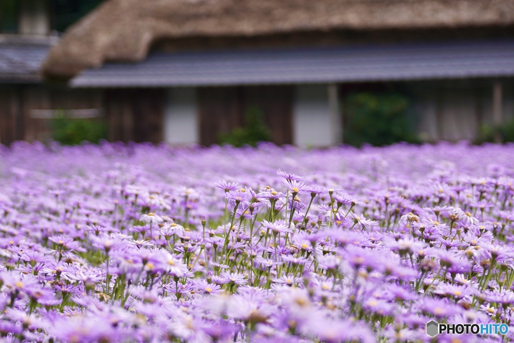 北山友禅菊　２