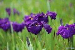 花菖蒲　３