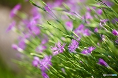 夏の花　６