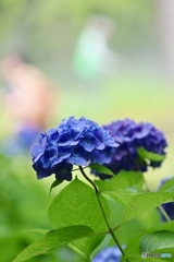 紫陽花