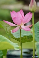 蓮の花　２
