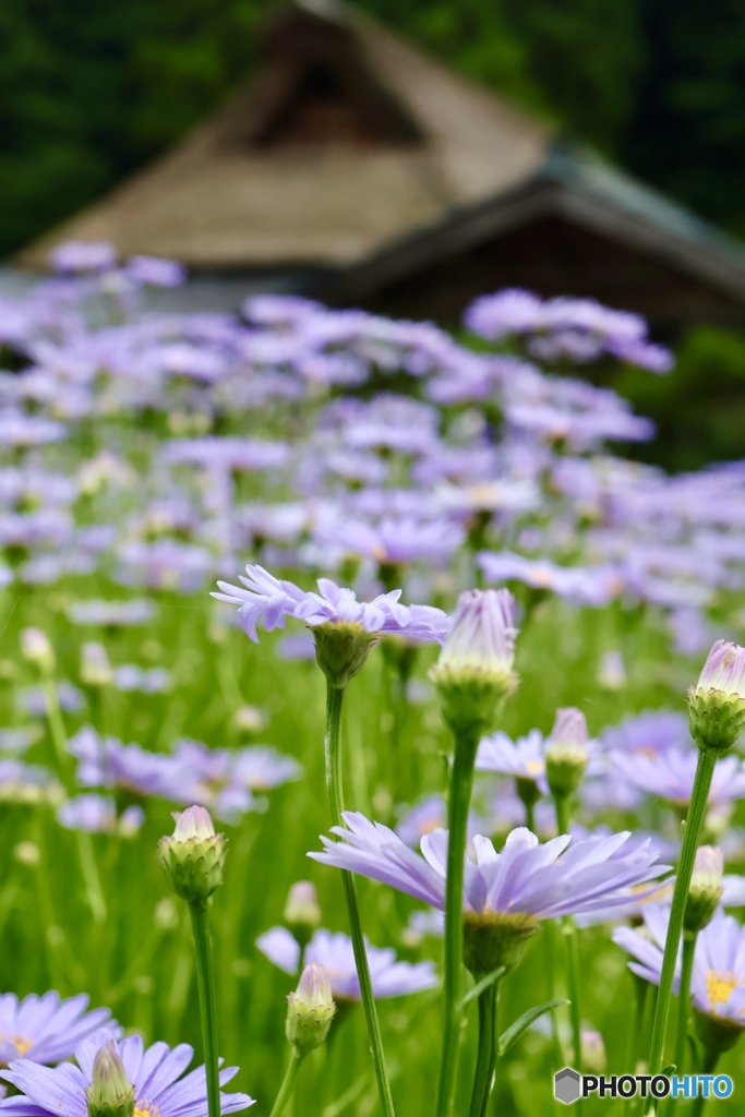 夏の花