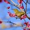 ウメジロー