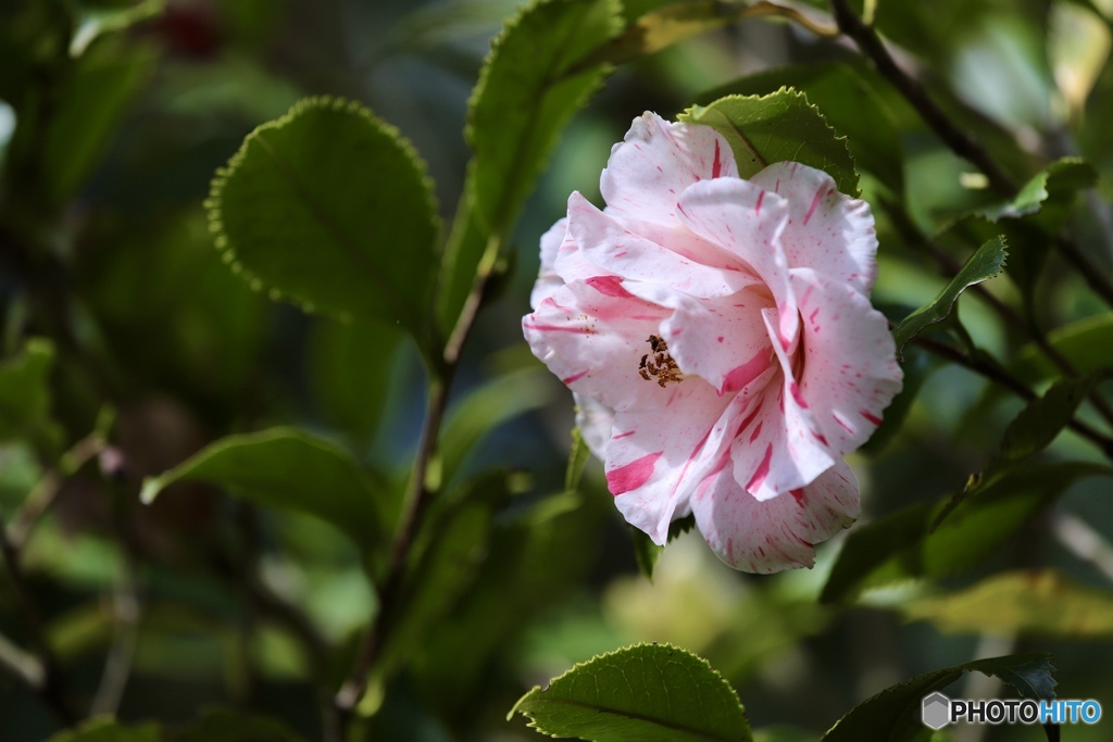 桜葉椿