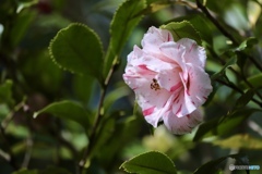 桜葉椿
