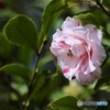 桜葉椿