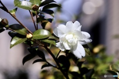 山茶花