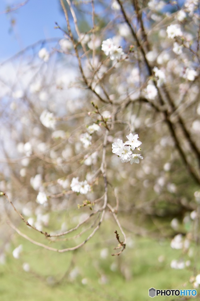 秋の桜