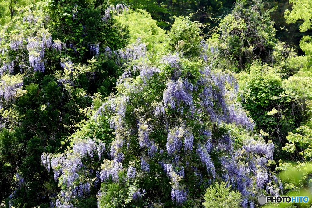 フジツリー　２