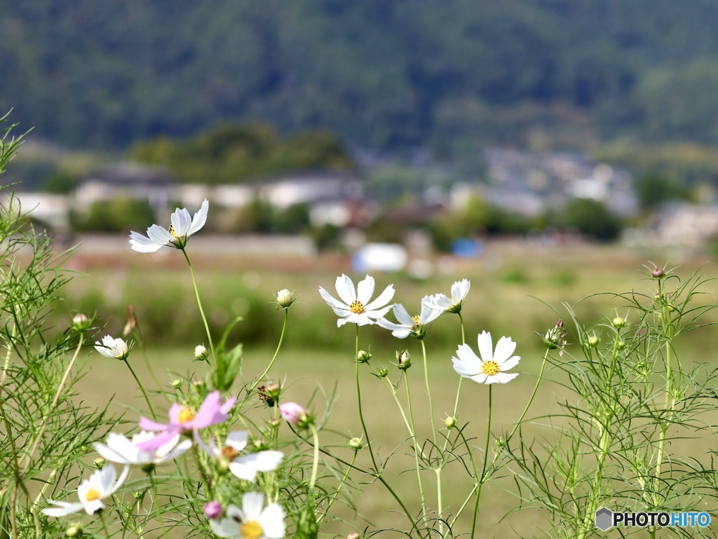 嵯峨野の秋