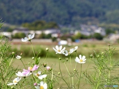 嵯峨野の秋