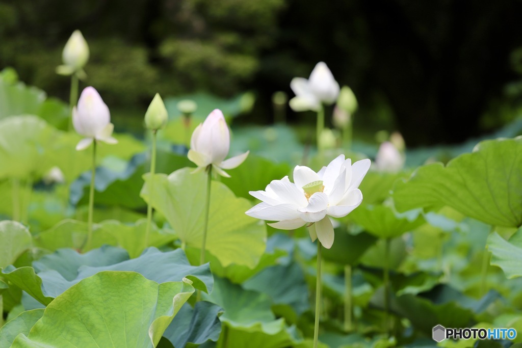蓮池