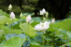 蓮池