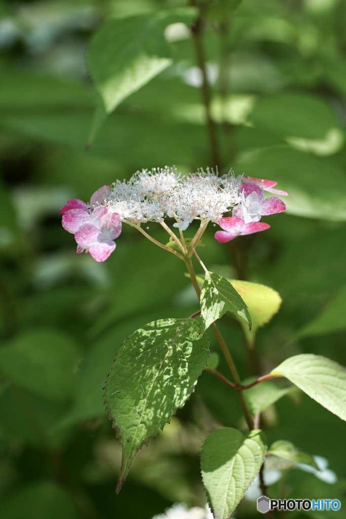 紫陽花