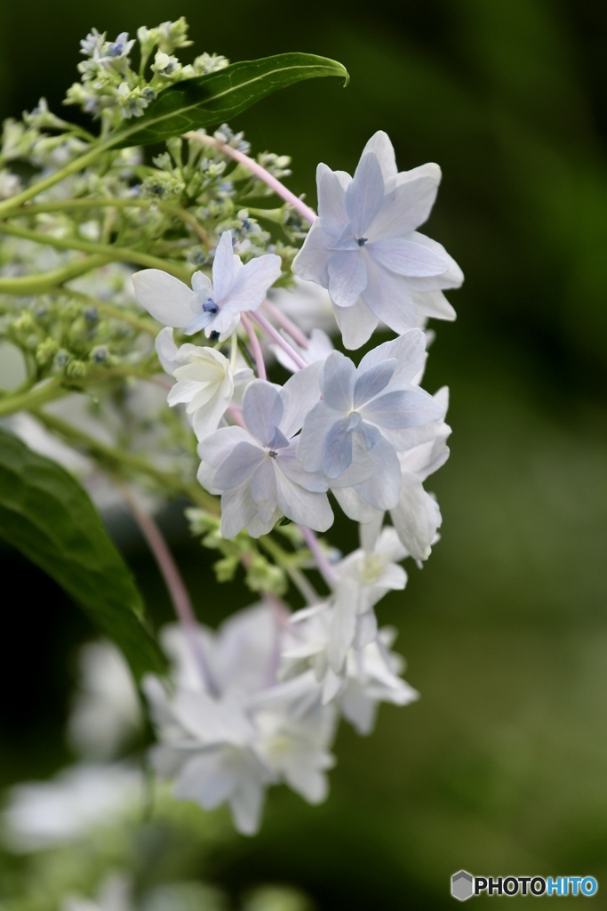 花　火