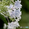 花　火