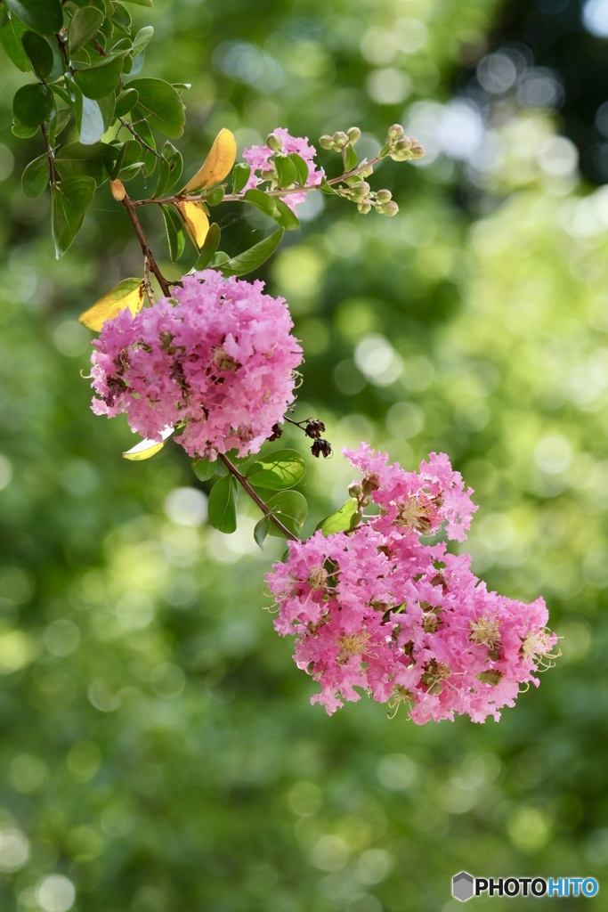 夏の花