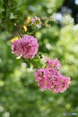 夏の花