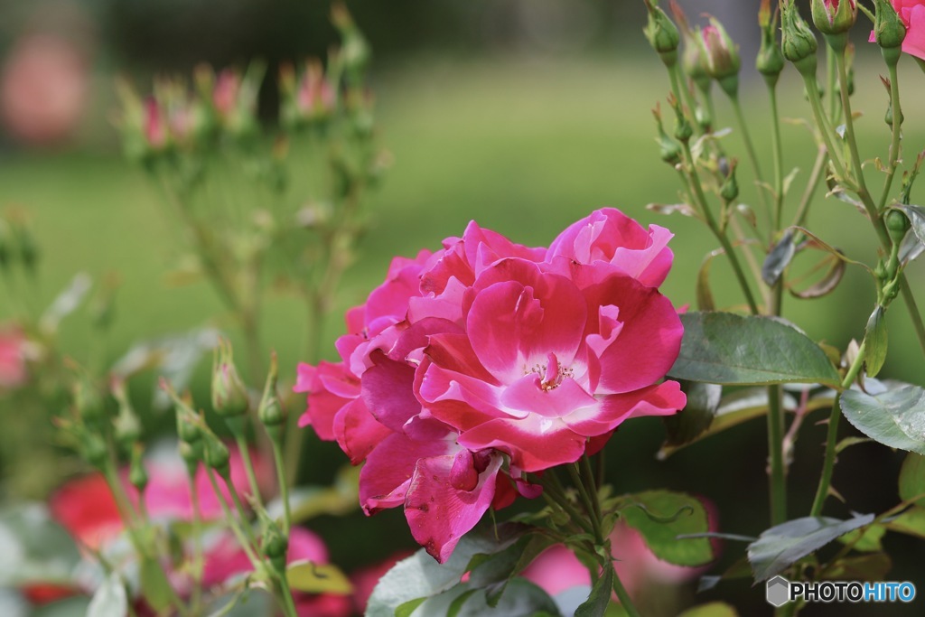 バラの花