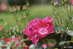 バラの花