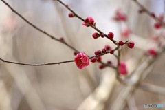 梅花