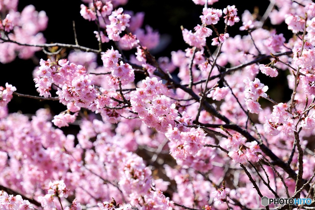 椿寒桜