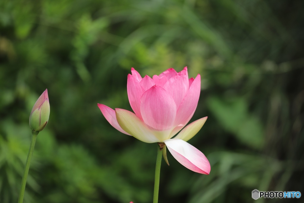 蓮の花　９