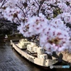 桜　７