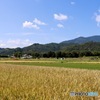 嵯峨野の秋　６